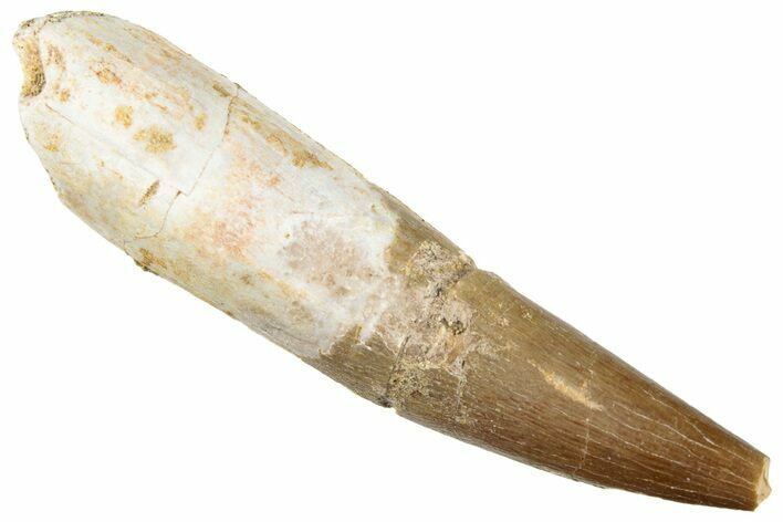 Fossil Plesiosaur (Zarafasaura) Tooth - Morocco #296375